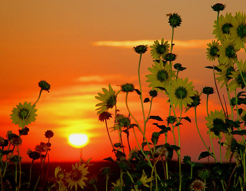 Sunflowers at Sunset — Orange
