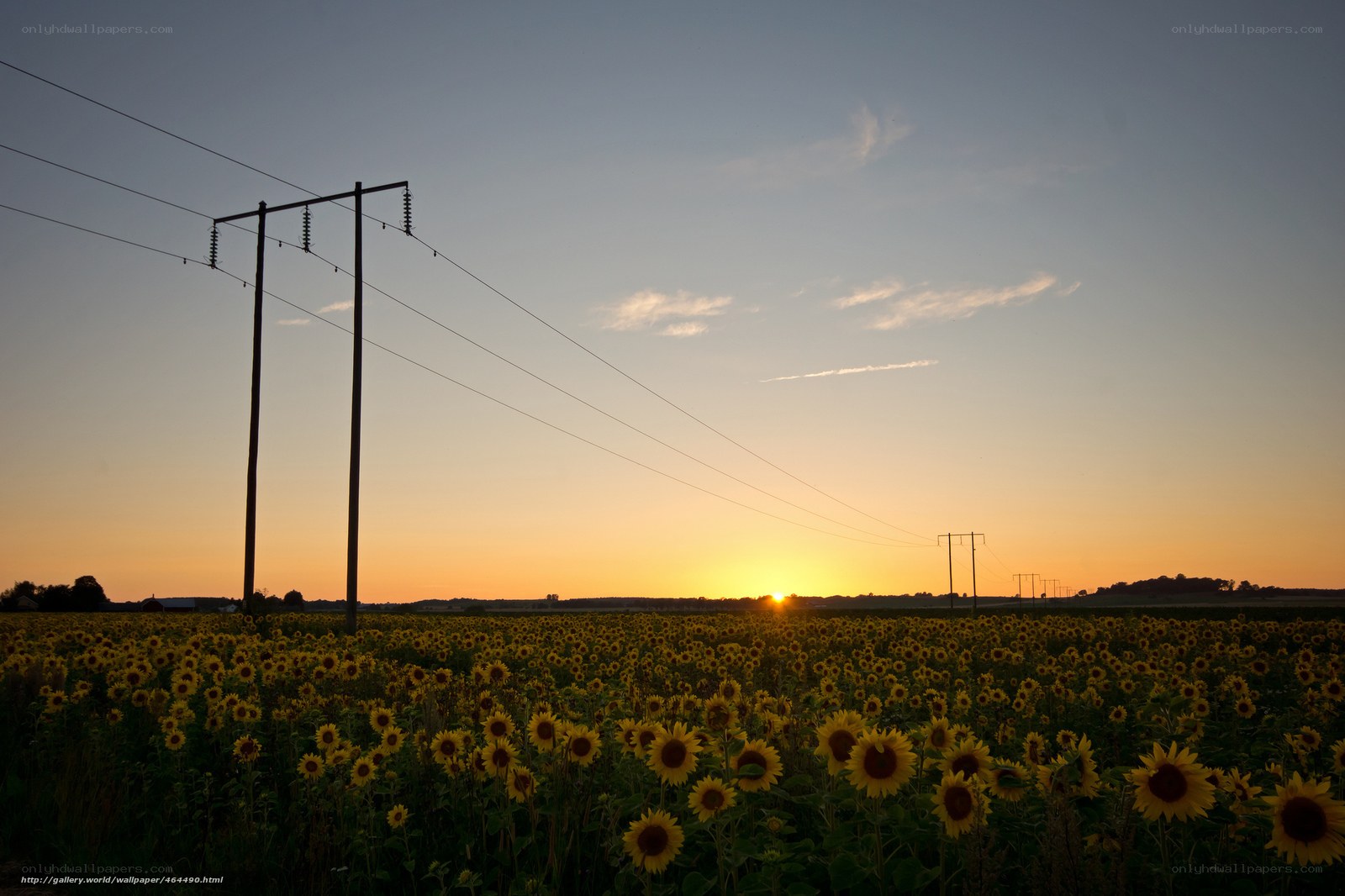 Sunflowers at sunset with power lines