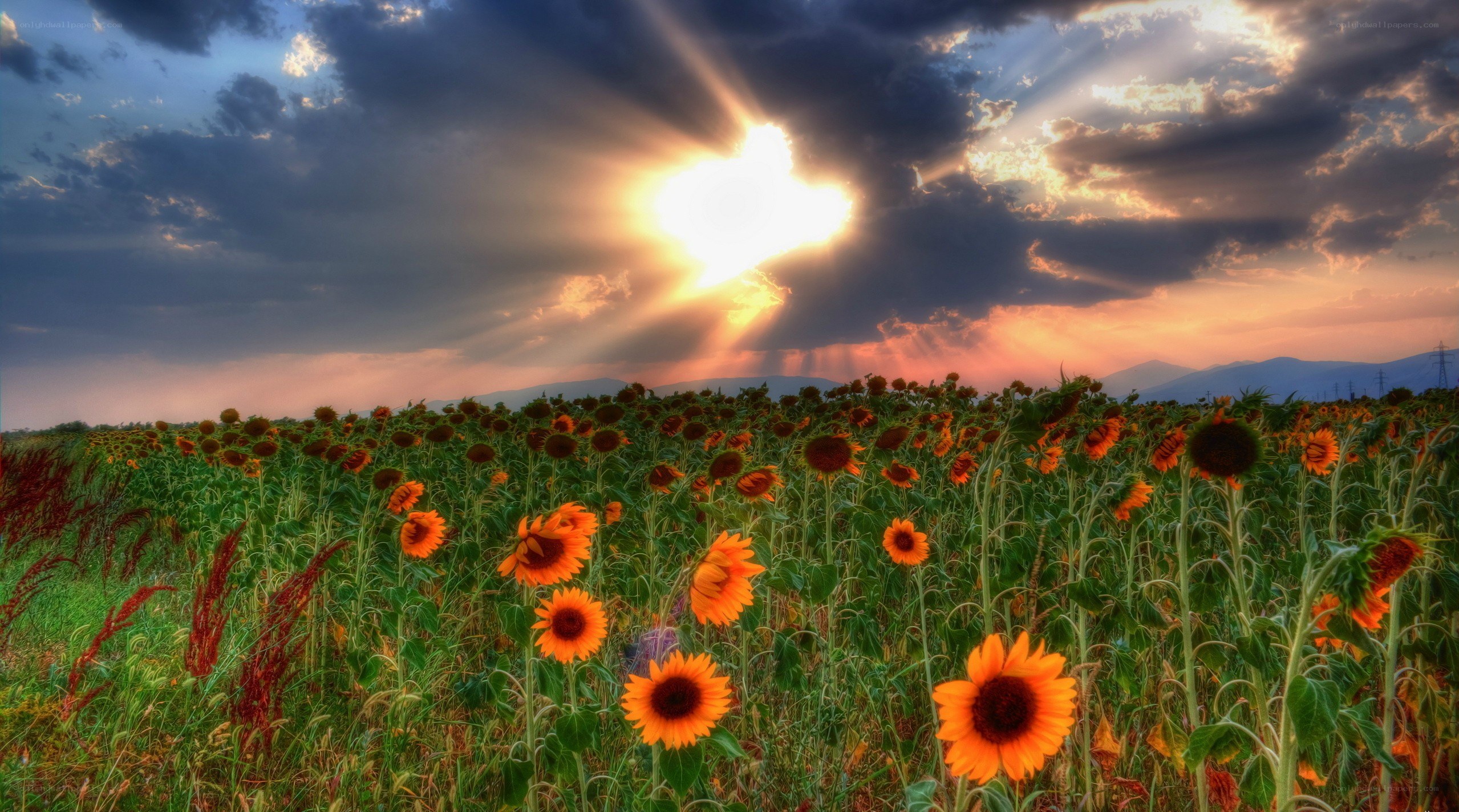 Sunflowers at sunset with sunbeams