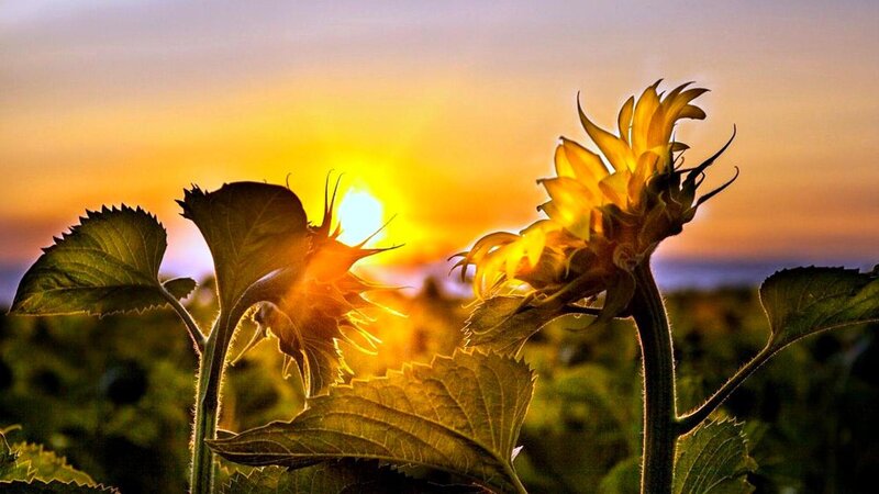 Sunflowers at Sunset — Yellow, Serene