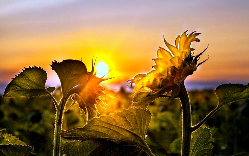 Sunflowers at Sunset — Yellow