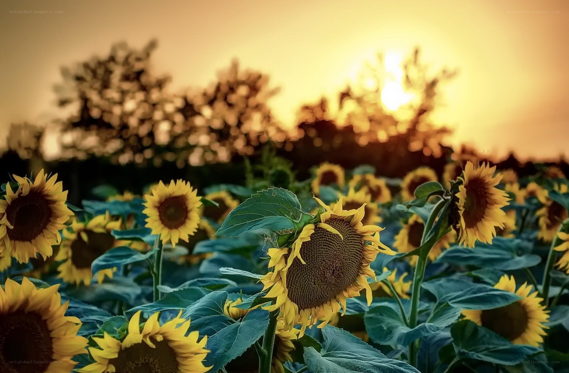Sunflowers at sunset