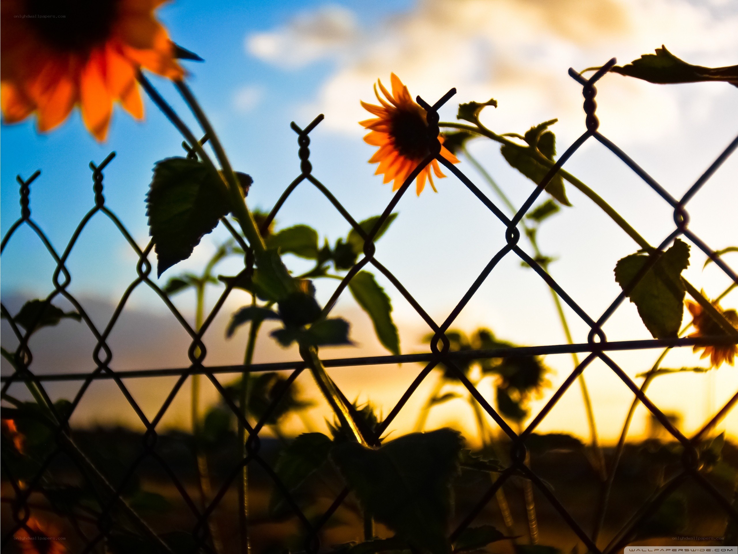 Sunflowers behind a fence