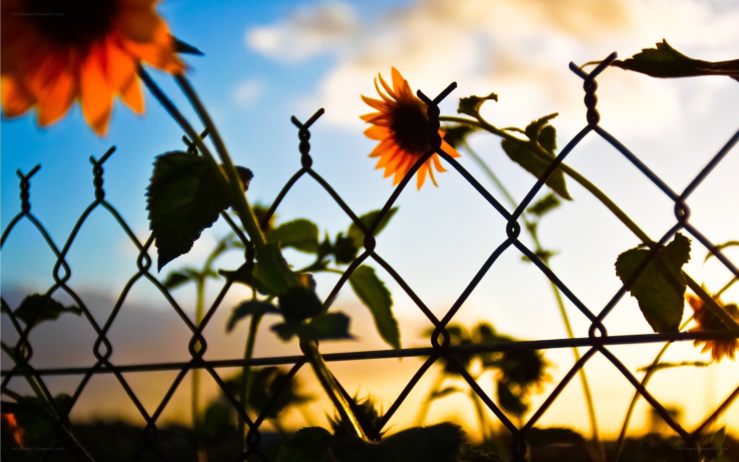 Sunflowers behind a fence
