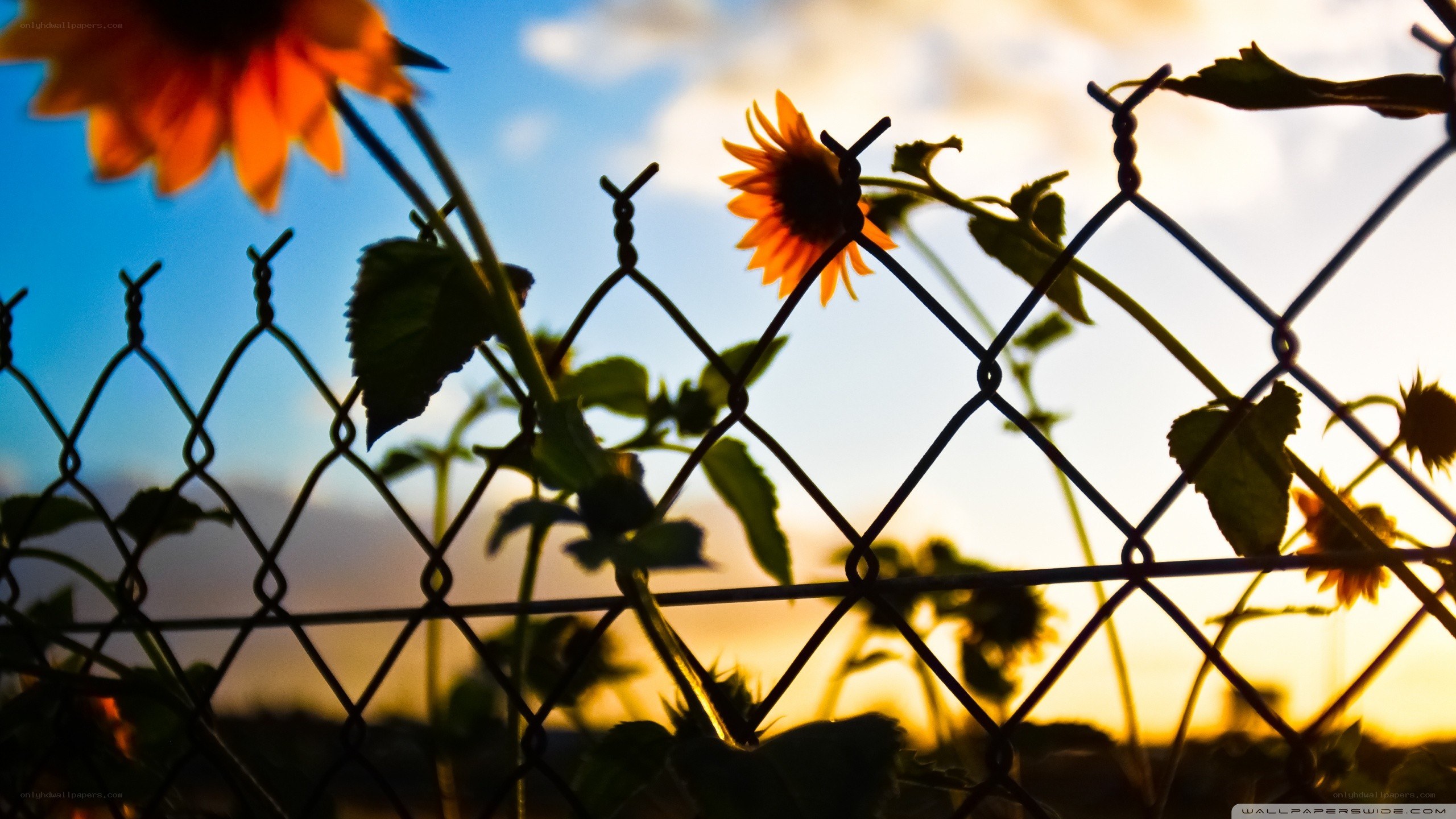 Sunflowers behind a fence