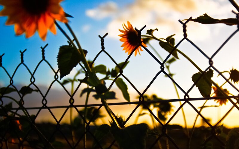 Sunflowers Behind Fence — Orange, Serene, Sunset