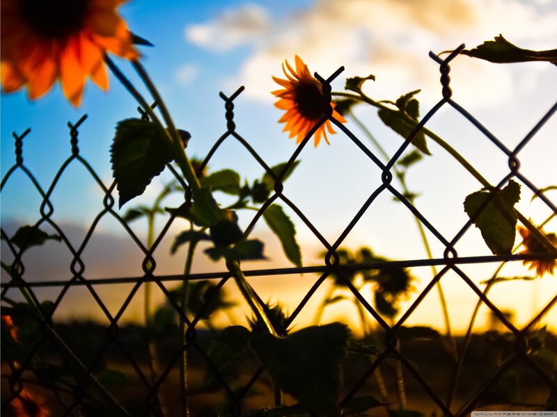 Sunflowers Behind Fence — Orange, Serene