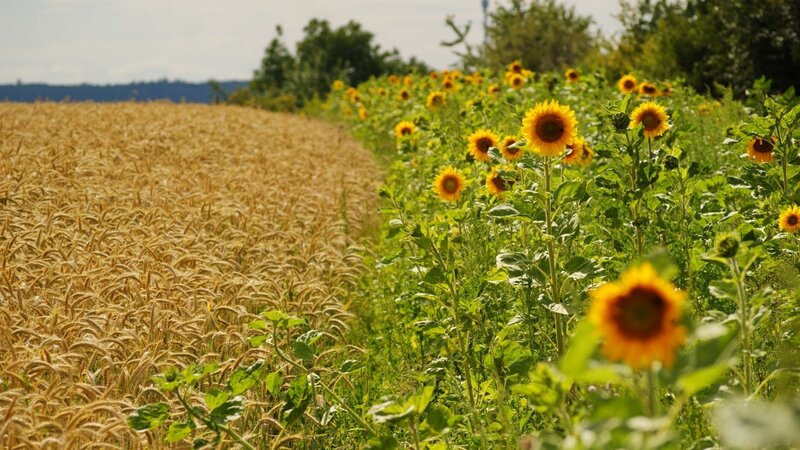Sunflowers beside a wheat field