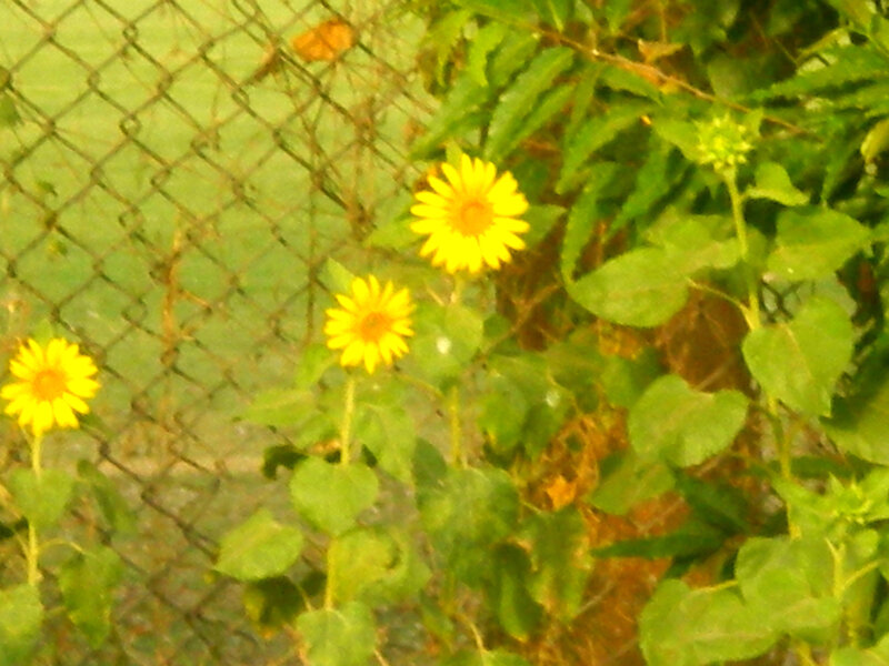 Sunflowers by a fence