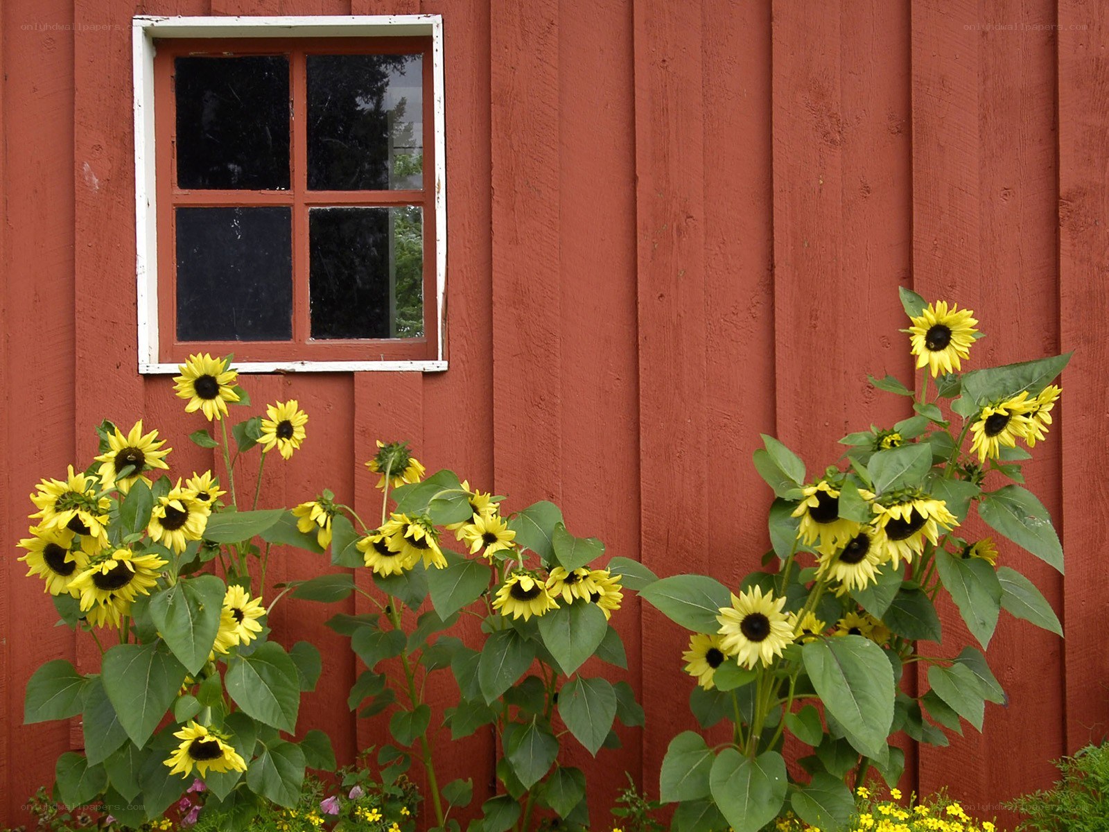 Sunflowers by a red barn