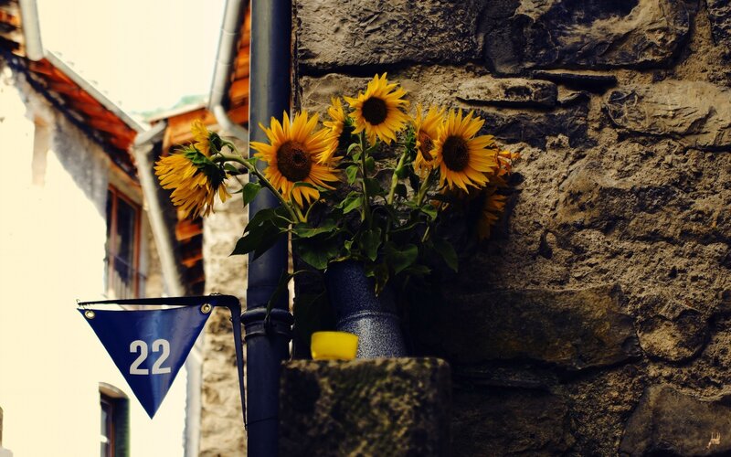 Sunflowers by a stone wall