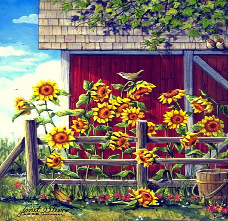 Sunflowers by Barn
