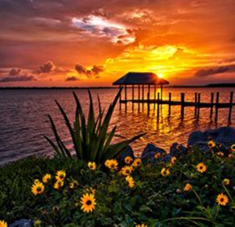Sunflowers by Lake — Orange, Serene