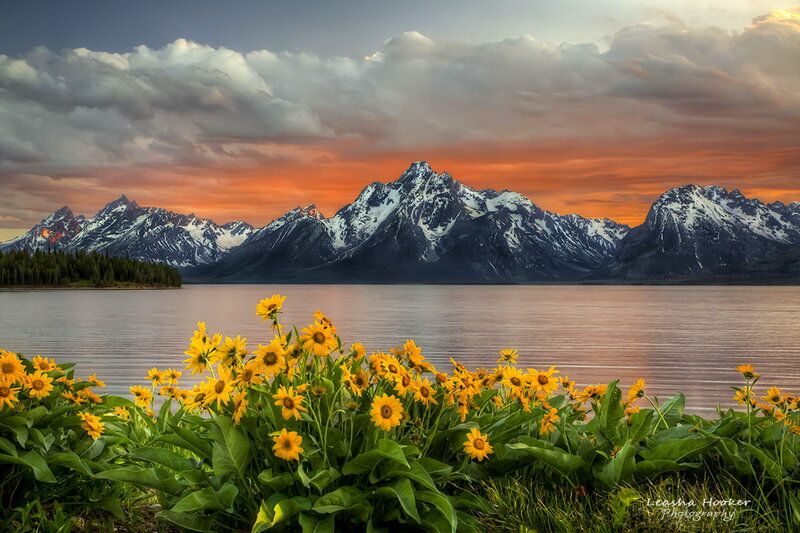 Sunflowers by Lake
