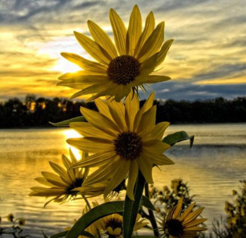 Sunflowers by Lake — Yellow