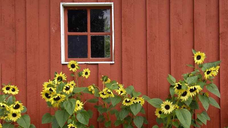 Sunflowers by Red Barn