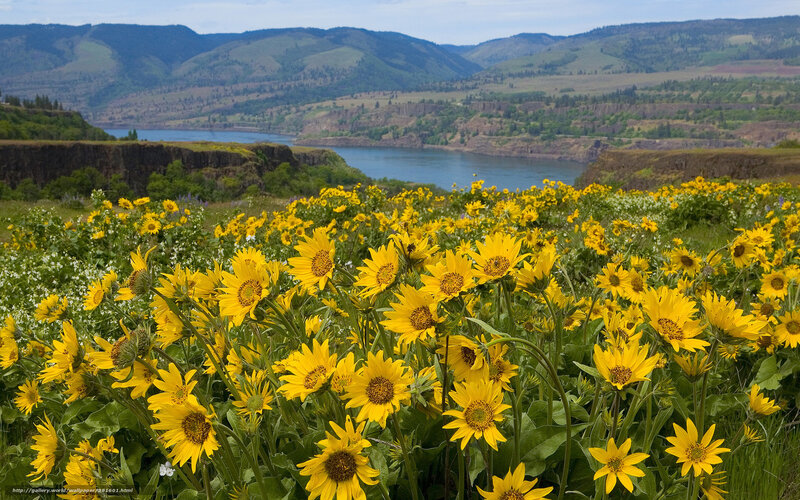 Sunflowers by the river