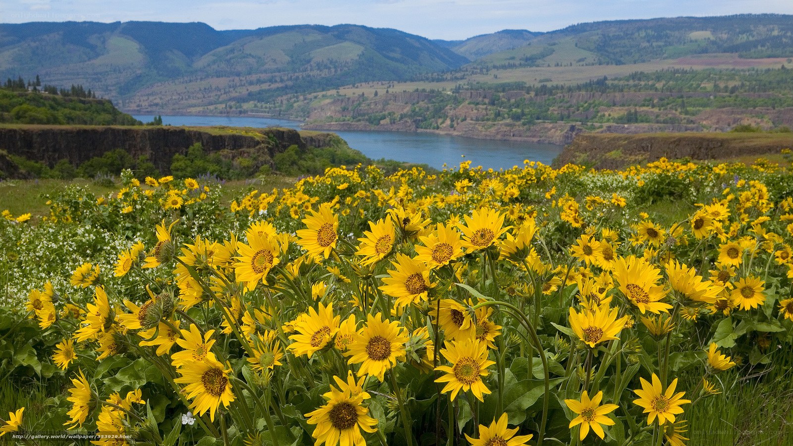 Sunflowers by the river