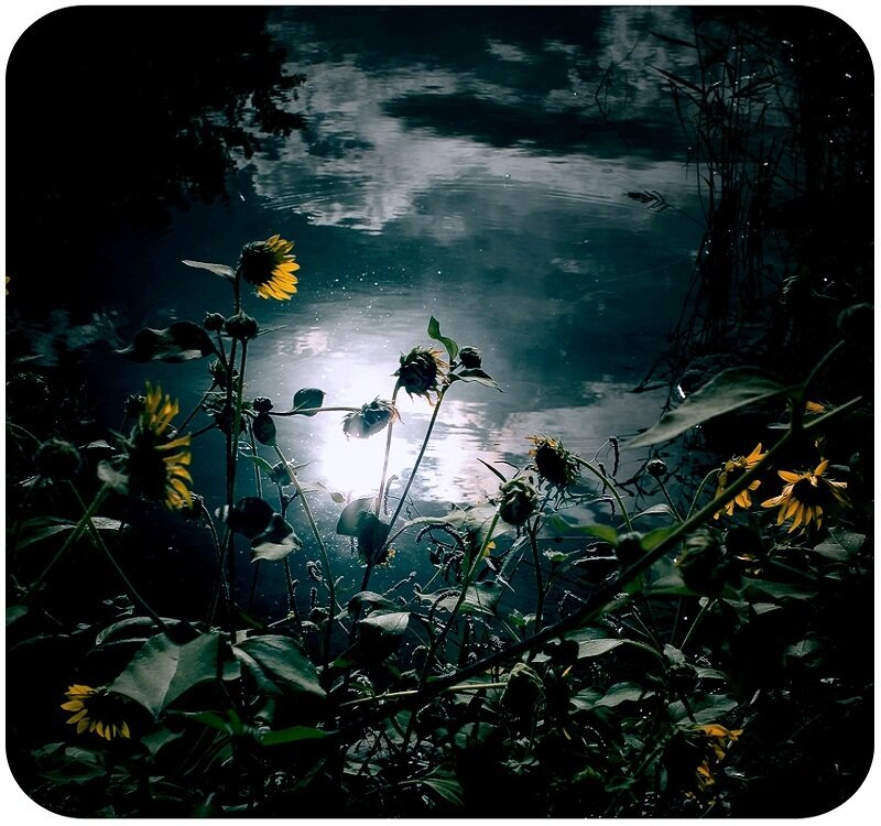 Sunflowers by Water
