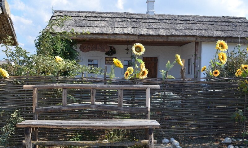 Sunflowers by Wooden Bench