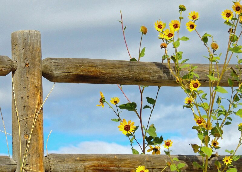 Sunflowers by Wooden Fence