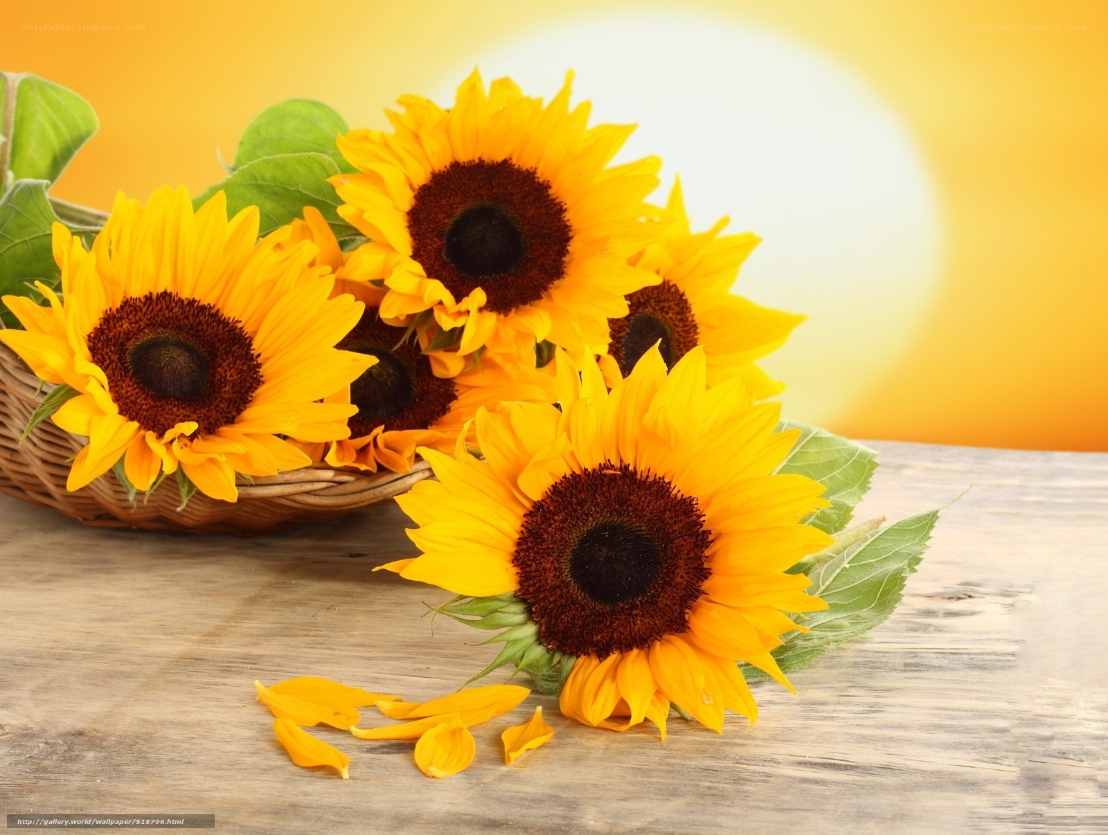 Sunflowers in a basket