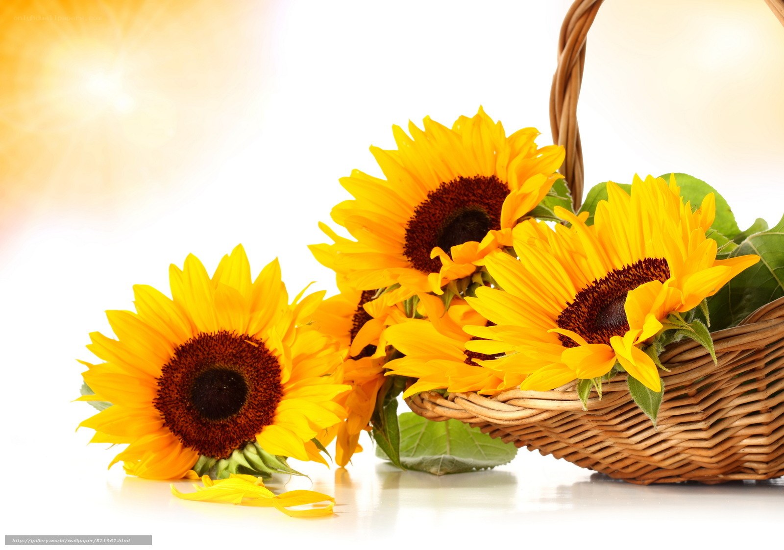 Sunflowers in a basket