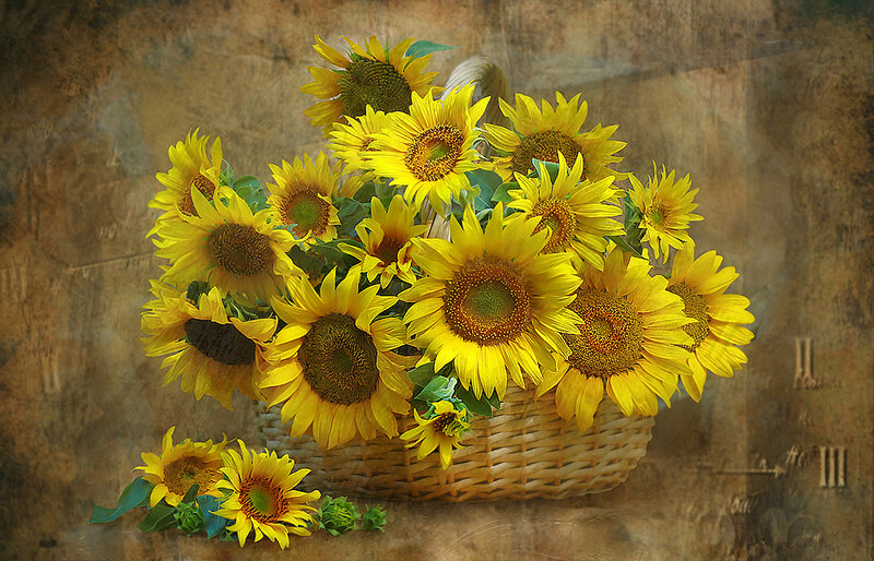 Sunflowers in a basket