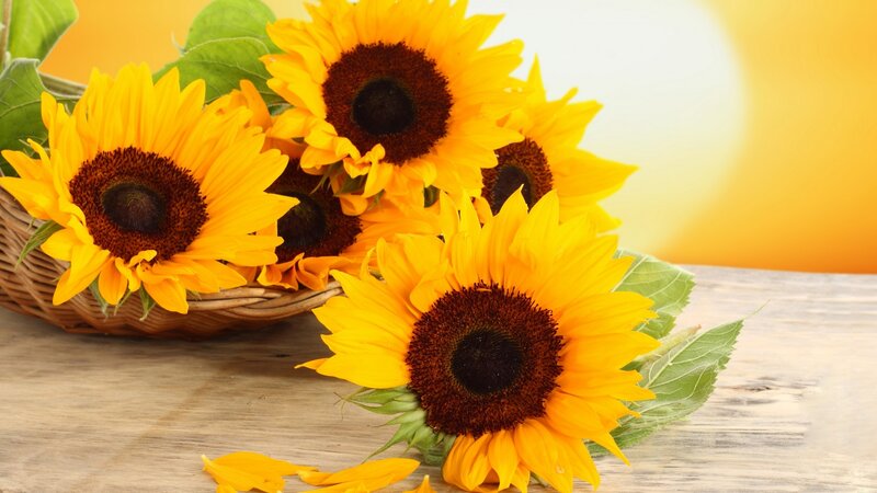 Sunflowers in a Basket — Yellow, Bright, Afternoon, Photograph