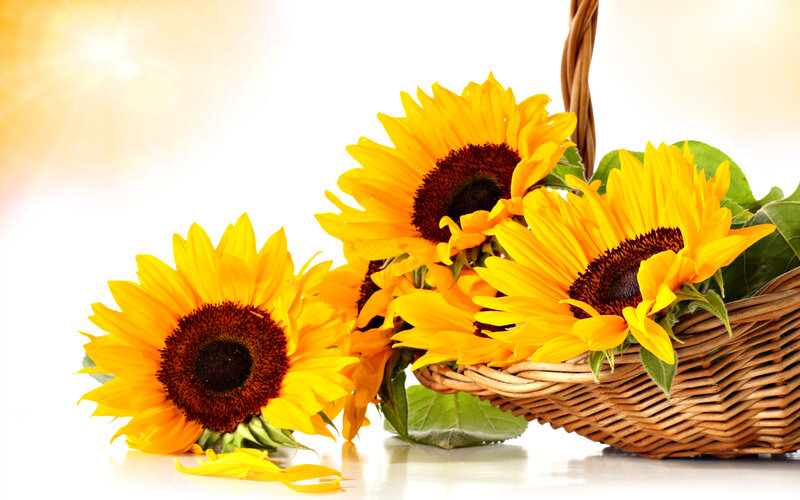 Sunflowers in a Basket — Yellow, Bright, Afternoon