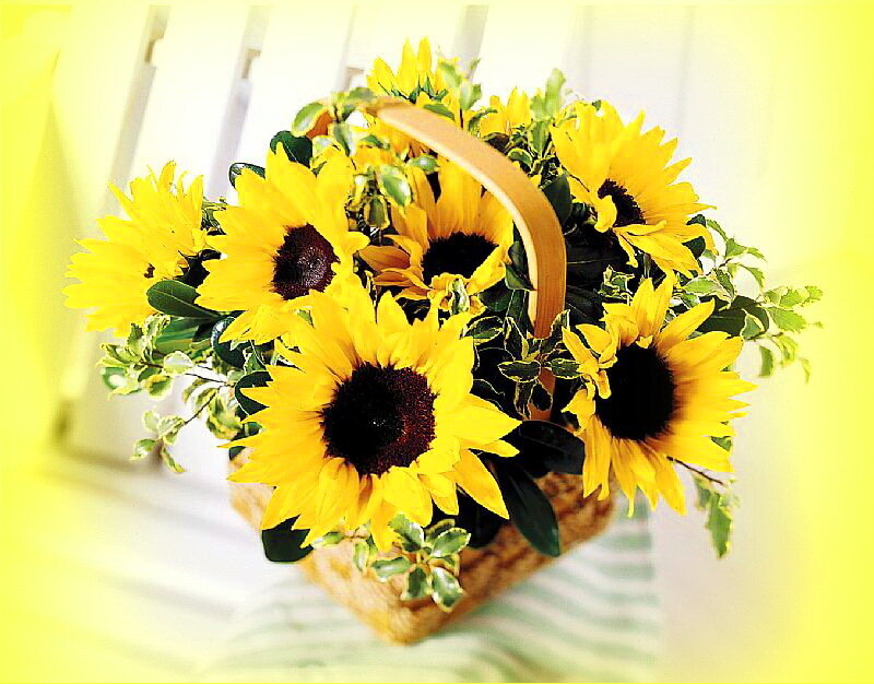 Sunflowers in a Basket — Yellow, Bright