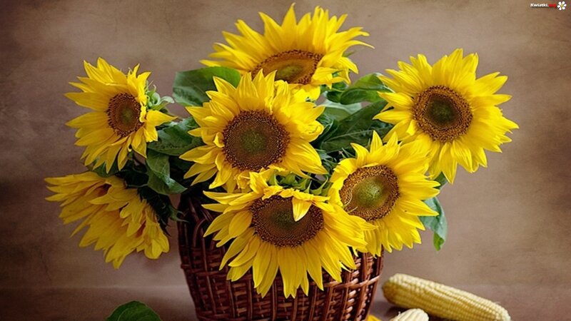 Sunflowers in a Basket — Yellow, Calm, Afternoon