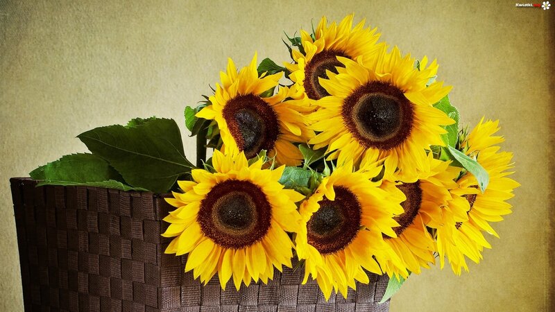 Sunflowers in a Basket — Yellow, Calm, Photograph