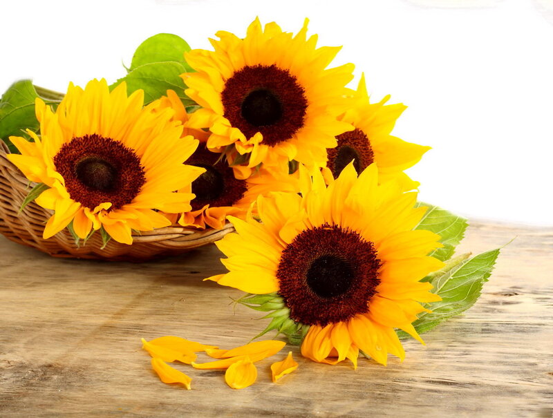 Sunflowers in a Basket — Yellow, Calm, Summer