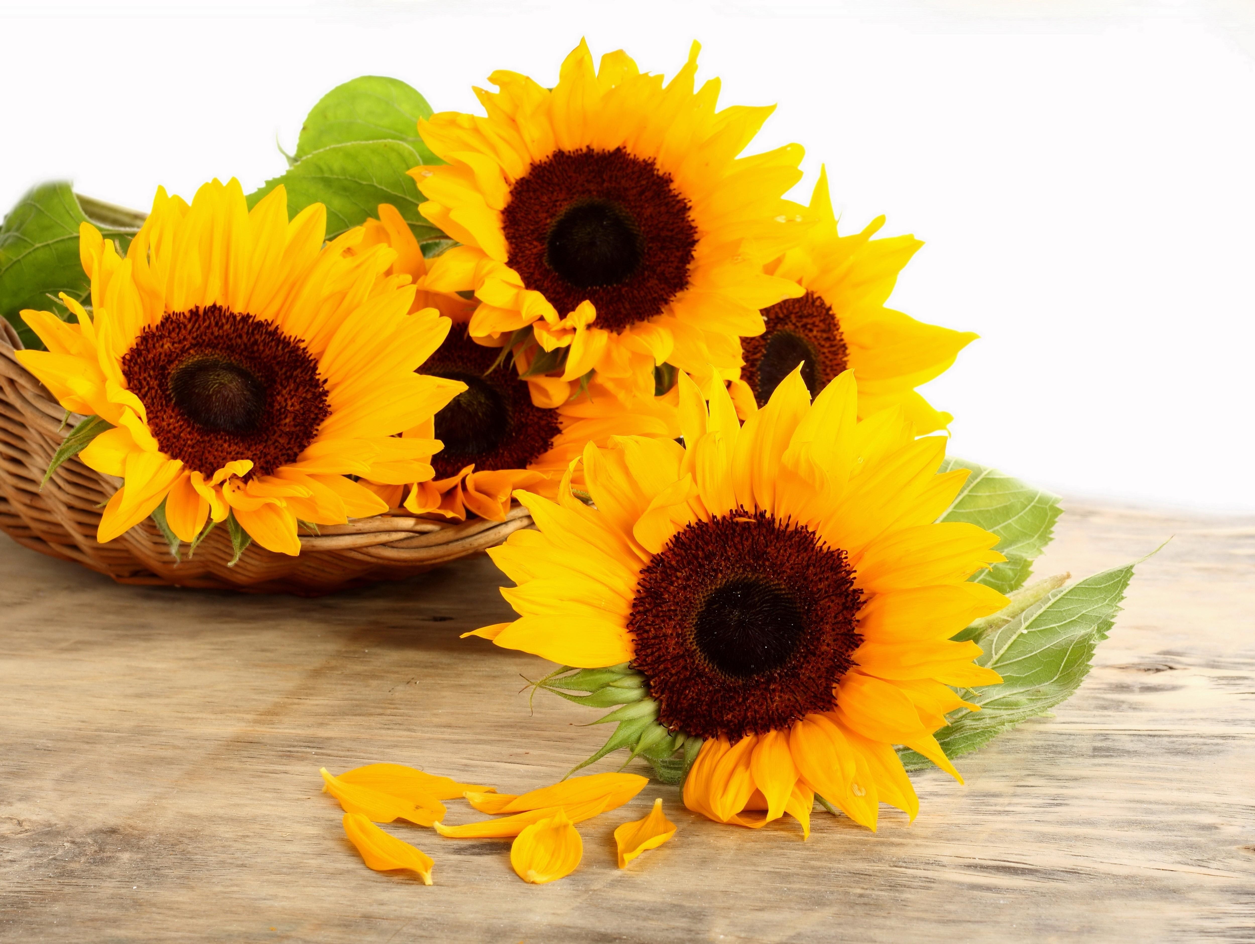 Sunflowers in a basket