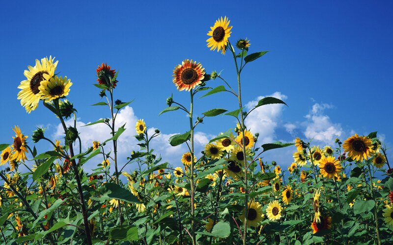 Sunflowers in a blue sky
