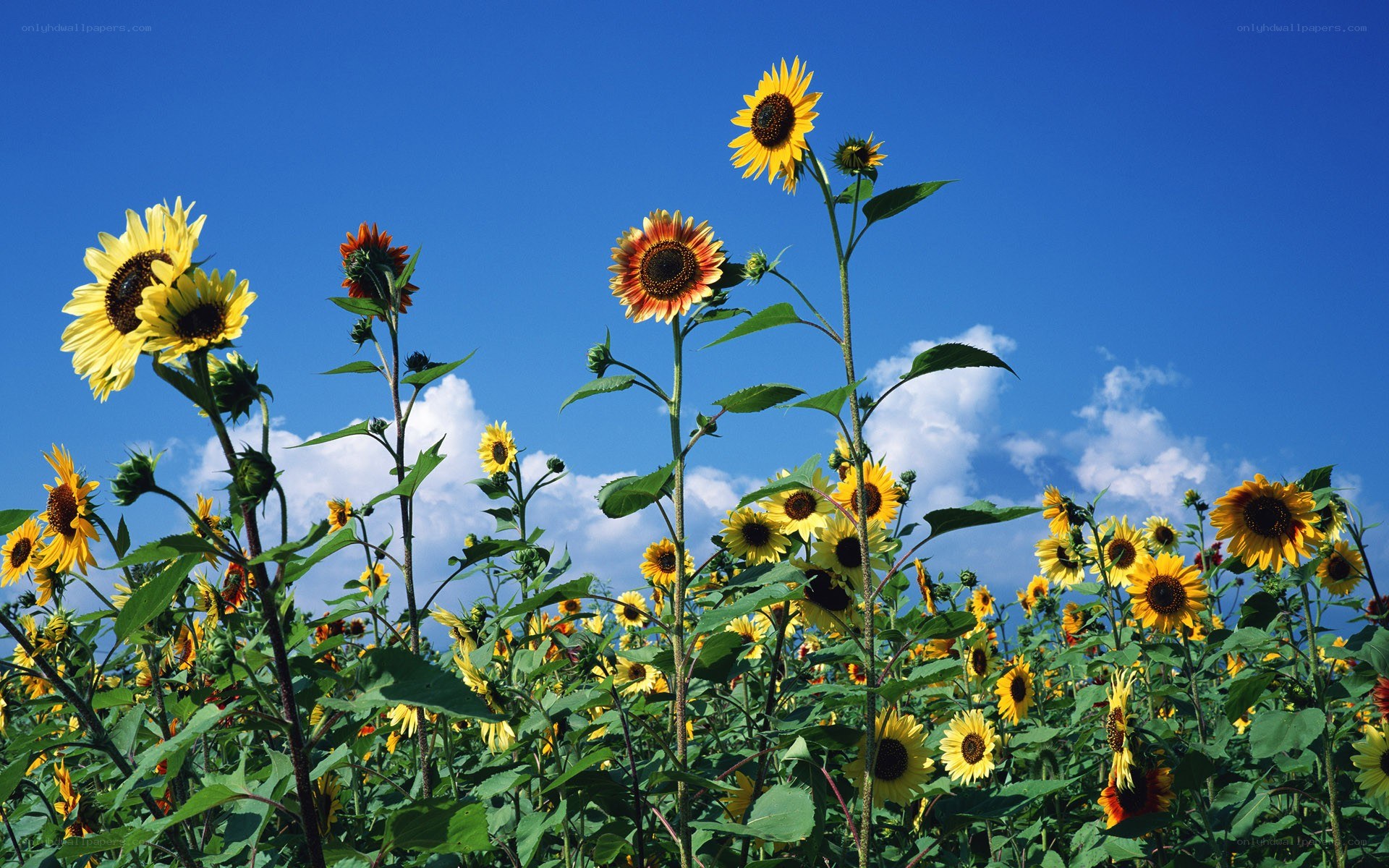 Sunflowers in a blue sky