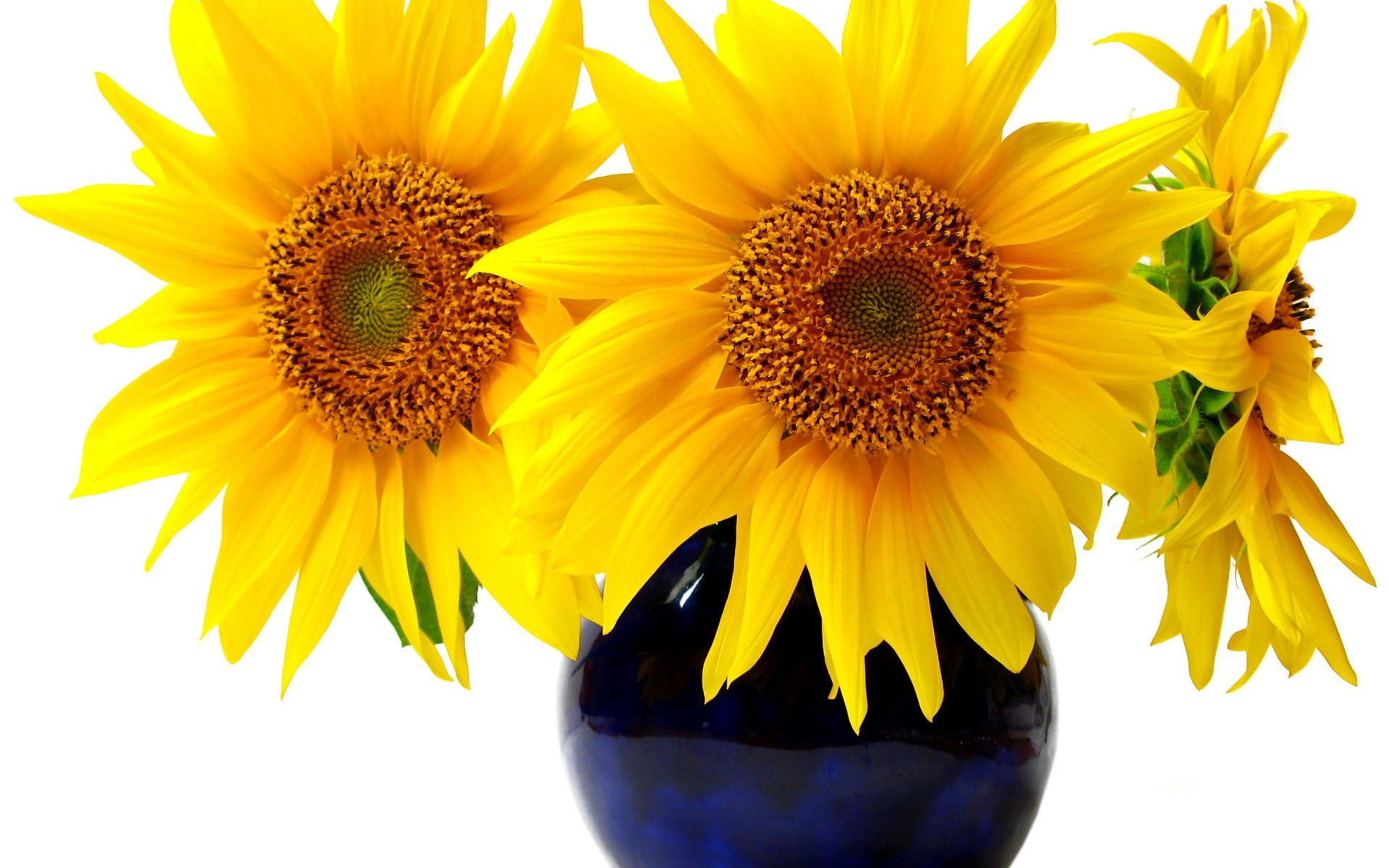 Sunflowers in a blue vase
