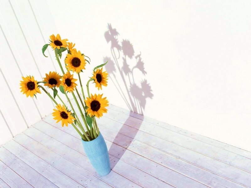 Sunflowers in a blue vase