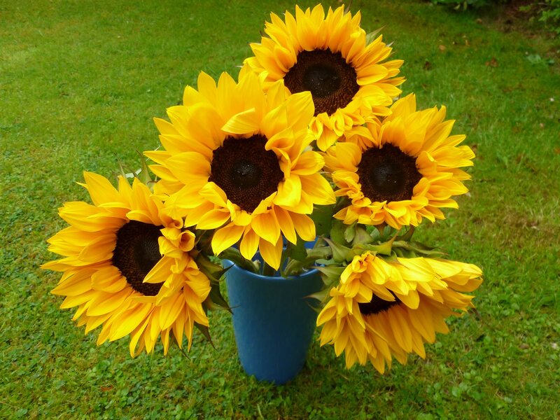 Sunflowers in a Blue Vase — Yellow