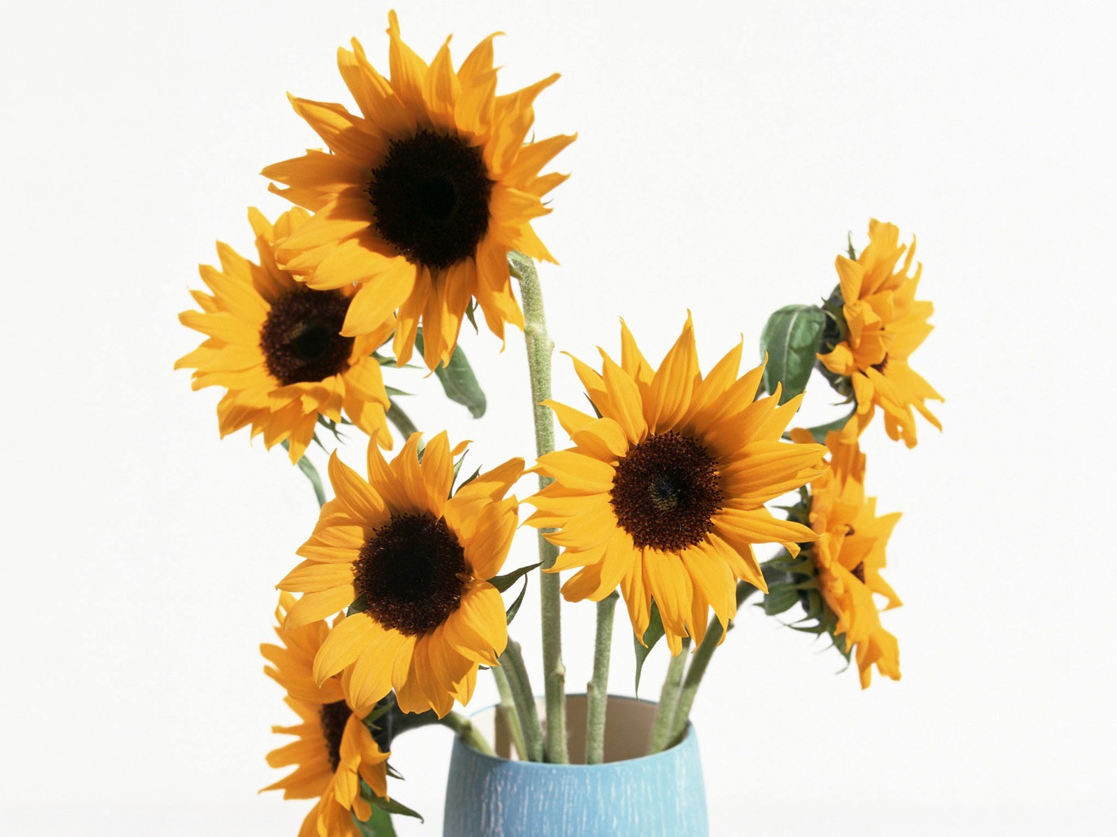 Sunflowers in a blue vase