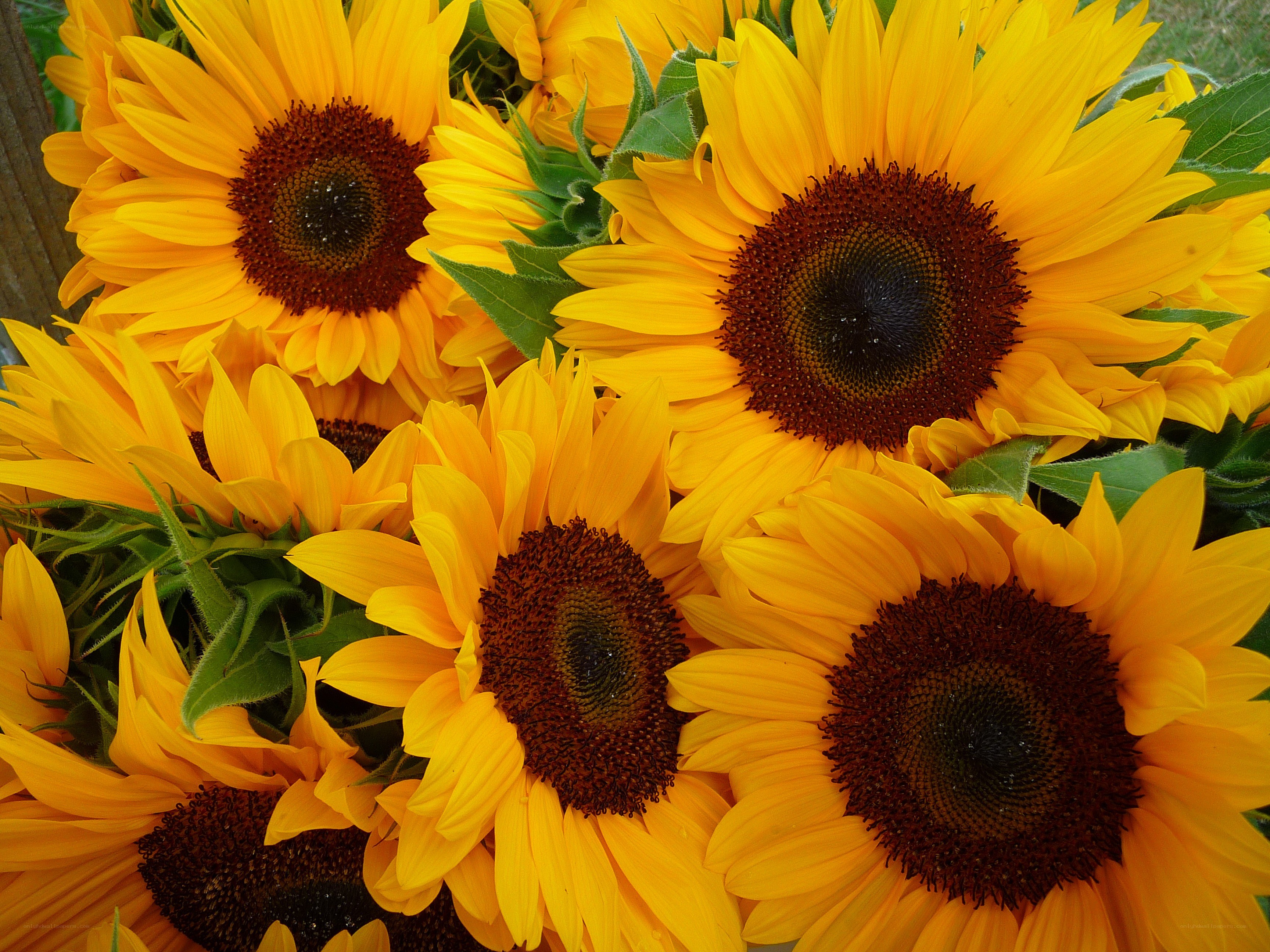 Sunflowers in a bouquet
