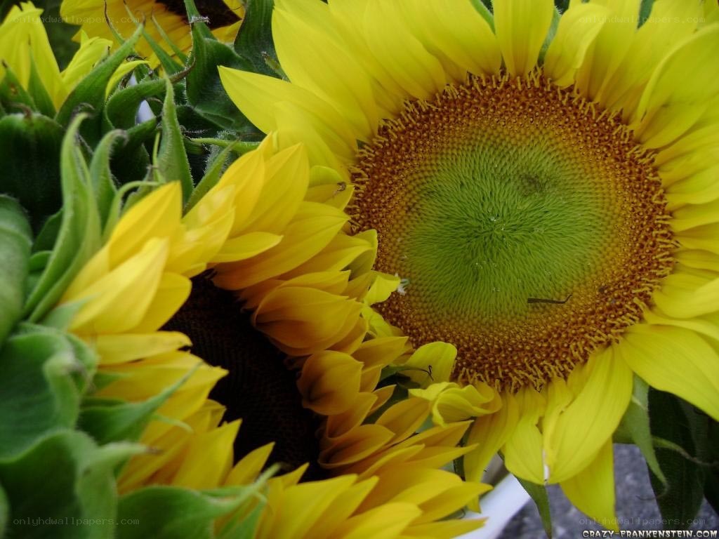 Sunflowers in a bouquet