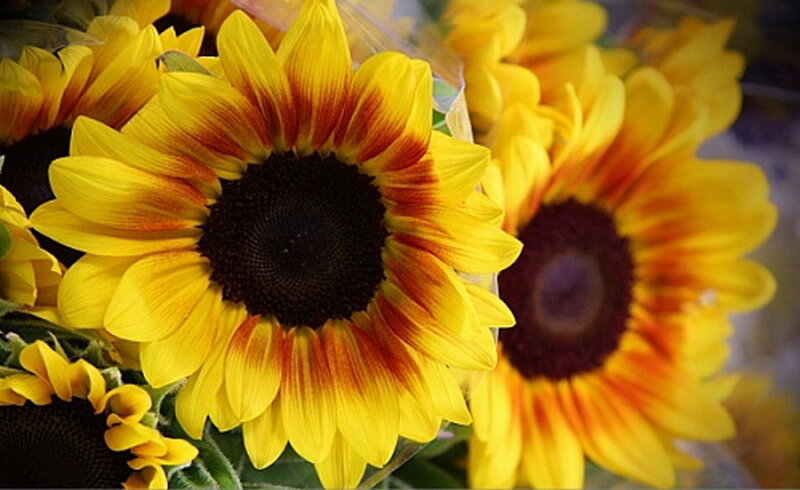 Sunflowers in a Bouquet — Yellow, Bright, Afternoon, Photograph