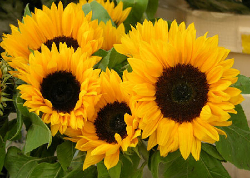 Sunflowers in a Bouquet — Yellow, Bright, Afternoon