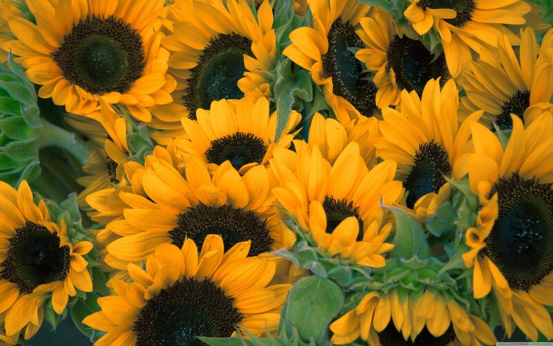 Sunflowers in a Bouquet — Yellow, Bright, Summer, Photograph