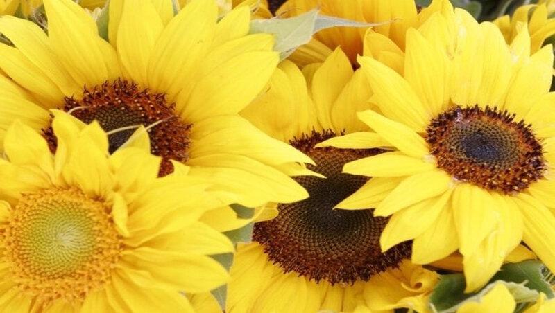 Sunflowers in a Bouquet — Yellow, Bright, Summer