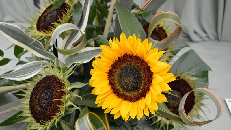 Sunflowers in a Bouquet — Yellow, Calm, Photograph, Green Leaves