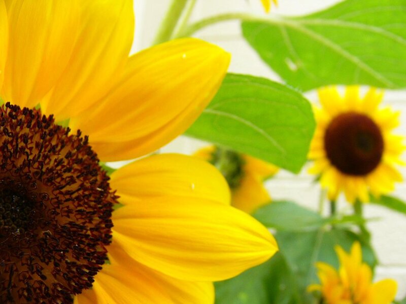 Sunflowers in a Bouquet — Yellow, Calm
