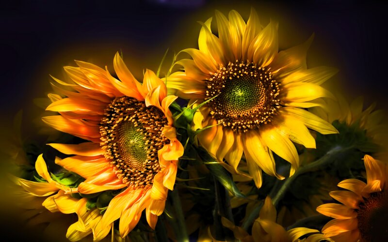 Sunflowers in a Bouquet — Yellow, Dramatic